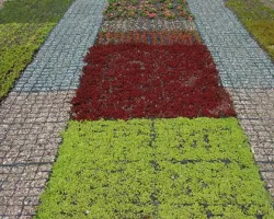 Zazielenione kratki - EcoGreen