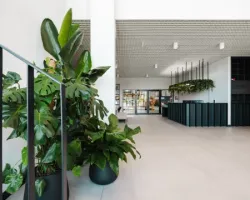 Światło – istotny element w architekturze biofilnej