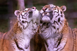 Przebudowa okolic zoo - Warszawa